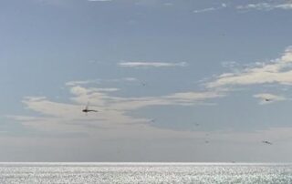 dragonflies-swarming-around-henley-beach-in-adelaide’s-west.