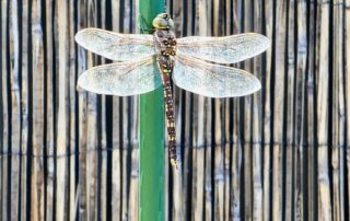 this-‘predatory’-pest-controller-is-booming-amid-mild-and-wet-conditions