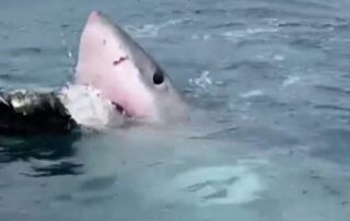 vision-captures-great-white-shark-feasting-on-whale-carcass