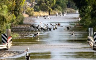 riverland-flood-peak-possible-on-christmas-day-as-dry-conditions-spur-hope-waters-will-recede-quickly