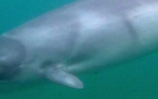 paddleboarders-have-a-close-encounter-with-pygmy-whales