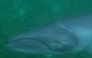 delighted-paddleboarders-capture-vision-of-unusual-encounter-with-pygmy-whale