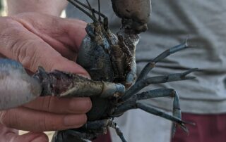 a-‘big-year’-for-yabbies-as-riverland-farmers-spread-christmas-cheer-ahead-of-flood-peak