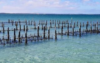 from-sea-to-shucked,-growing-oysters-is-a-fascinating-process