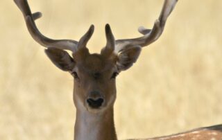 feral-deer-population-to-be-managed-rather-than-eliminated-in-latest-national-plan