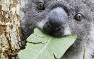 koalas-could-become-extinct-within-30-years.-will-rethinking-how-we-approach-conservation-prevent-this?