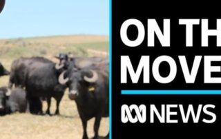 levee-breaches-send-buffalo-farmer-packing