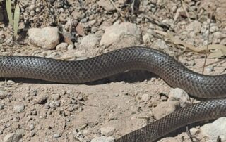 snake-catchers-called-in-as-crews-battle-murray-floodwaters-with-giant-sandbags