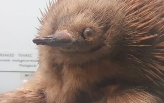 museums-stocked-with-‘platysausages’-as-taxidermists-get-it-wrong-on-australian-animals