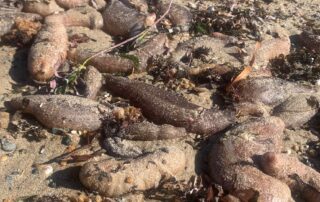 ‘carnage’-as-dead-marine-life-washes-onto-beaches-near-mouth-of-flooding-river-murray