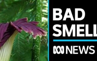 corpse-flower-blooms-at-adelaide-botanic-garden