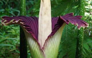 second-generation-corpse-flower-grown-from-leaf-cutting-blooms-at-adelaide-botanic-gardens