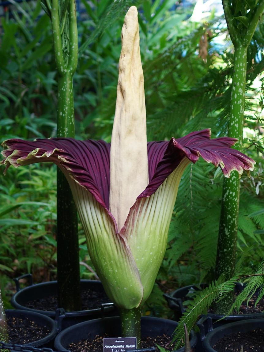 Second-generation corpse flower grown from leaf cutting blooms at ...