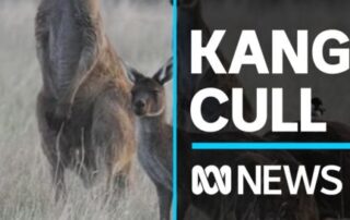 sa-has-increased-the-number-of-kangaroos-allowed-to-be-culled