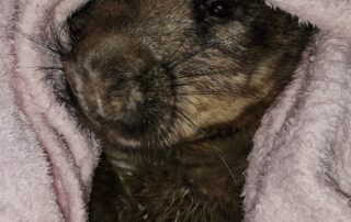 ‘thousands’-of-dead-wombats,-but-these-are-the-lucky-ones-to-survive-river-murray-flood