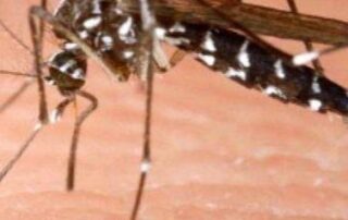 hot-summer-after-wet-spring-—-plus-flooding-—-leads-to-warning-about-mosquito-borne-viruses-in-sa