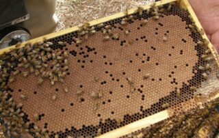 the-us-has-approved-its-first-bee-vaccine,-and-how-they-administer-it-could-revolutionise-australian-beekeeping
