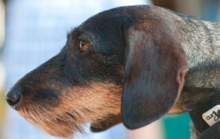 ‘dog-napping’-is-on-the-rise-—-but-can-a-new-law-stamp-it-out?