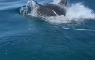 shark-surprise-for-boatie-when-great-white-launches-itself-at-bait