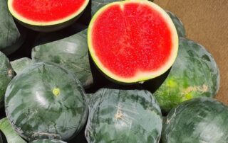 watermelons-win-over-riverland-grower-as-region-struggles-with-fruit-fly