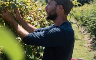 ‘i’m-loving-it’:-lee-is-one-of-thousands-picking-berries-as-backpackers-return-to-australia