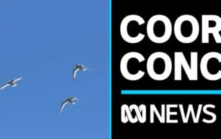 migratory-birds-in-the-coorong-plummet-due-to-the-river-murray-flood