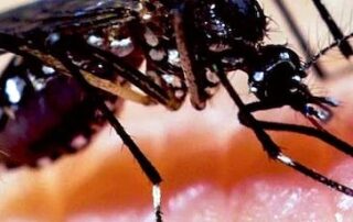 mozzie-virus-detected-in-five-sa-flood-hit-council-areas
