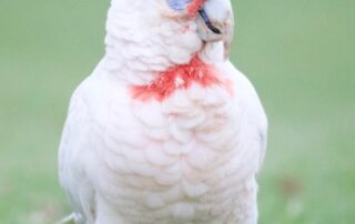 these-smart-birds-have-a-regional-council-scrambling-for-solutions-to-protect-city-infrastructure