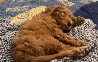 sa-ratepayer-‘surprised’-by-local-government’s-one-dog-limit-for-small-properties