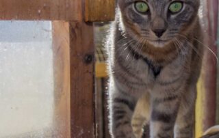 cat-shooter-unable-to-be-prosecuted-because-of-toothless-tiger-laws,-rspca-says
