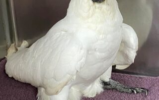 meet-‘dizzy-izzy’,-the-cockatoo-recovering-from-vertigo-in-an-adelaide-hills-animal-shelter