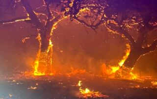 pelican-caused-100ha-grassfire-by-flying-into-powerlines