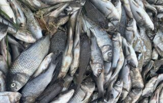 millions-of-dead-carp-cause-stink-at-sa-beach