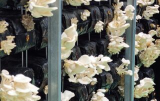 ex-holden-plant-to-begin-producing-thousands-of-tonnes-of-mushroom-products