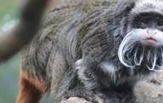 monkeys-that-disappeared-from-a-dallas-zoo-have-been-found-in-an-abandoned-house.-here’s-what-we-know