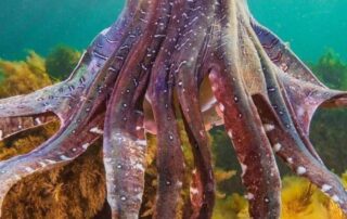 desal-plant-discharge-would-put-thousands-of-giant-cuttlefish-at-risk,-conservation-council-says