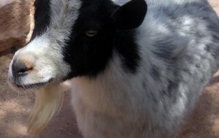 mexico-zoo-director-accused-of-killing-and-cooking-four-pygmy-goats-for-party