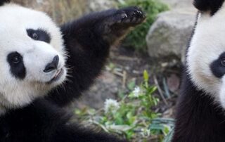 panda-breeding-hopes-dashed-again-as-fu-ni-undergoes-suspected-‘pseudopregnancy’