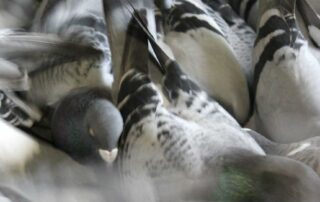 pigeons-in-‘plague-proportions’-across-elliston-as-pest-controllers-wield-air-rifles
