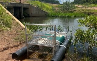 three-metre-crocodile-found-beheaded-on-the-side-of-the-road-in-outer-darwin