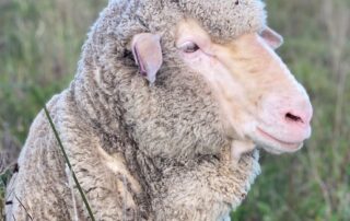 even-sheep-like-a-snuggle-after-a-stressful-day