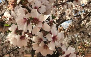 almond-growers-choose-safety-in-numbers-to-ward-off-economic-worries