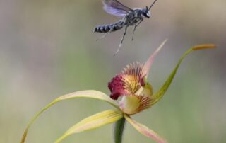 public-urged-to-look-out-for-stolen-rare-orchids-after-theft-sets-back-conservation-by-‘at-least-four-years’