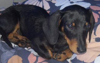 stolen-sausage-dog-spurs-calls-for-tougher-laws-on-‘dognappers’