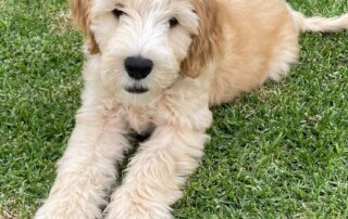 forget-dogs-eating-homework-—-murphy-is-about-to-become-a-member-of-staff-at-a-south-australian-primary-school