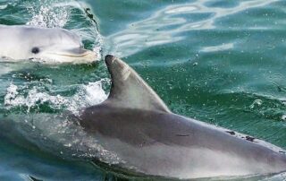sign-warning-to-stay-away-from-dolphins-‘utterly-pathetic’-despite-concerning-parliamentary-report