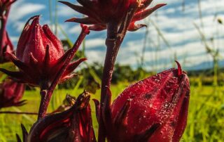 new-study-merges-traditional-bush-tucker-diet-with-modern-ketogenic-ideas-to-fight-off-diabetes