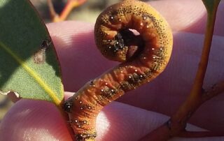 this-tiny-caterpillar-is-devastating-one-of-south-australia’s-most-precious-landscapes