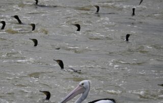 as-flows-drop-rapidly-on-the-murray-river,-authorities-begin-closing-barrage-gates-to-the-ocean