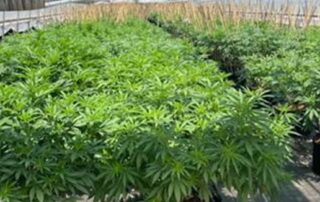 million-dollar-commercial-cannabis-operation-at-a-rural-wheatbelt-property